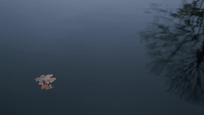 A lone autumn oak leaf drifts on the serene surface of dark water, reflecting the silhouette of a bare tree
