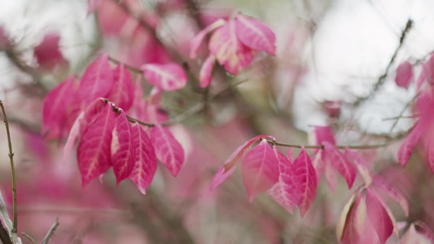 Vibrant pink leaves on a burning bush gently sway in the breeze on an overcast day