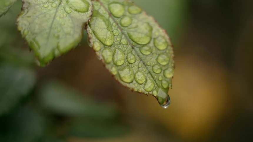 A serene macro shot shows glistening water droplets collected on a green leaf after a rain shower