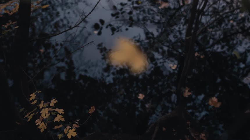 A single yellow autumn leaf hangs from a branch above a dark, still body of water reflecting the twilight forest