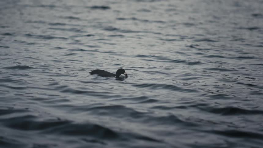 A single Eurasian coot bobs and swims in the gentle ripples of a calm lake, occasionally dipping its head to drink or find food