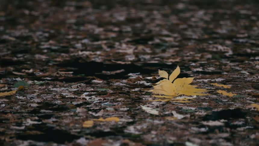 A single yellow autumn leaf rests among a cluster of fallen leaves floating on the calm surface of a pond