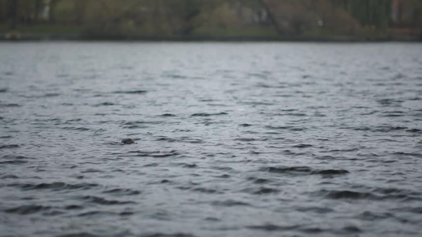 A solitary coot swims and dives in the rippling waters of a lake on a grey, overcast day in slow motion