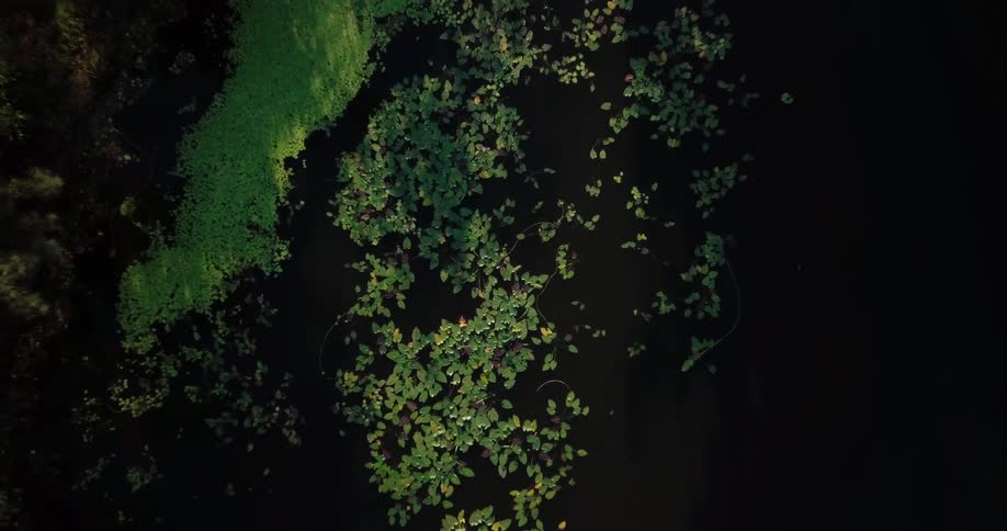 Leaves float on the surface of a pond