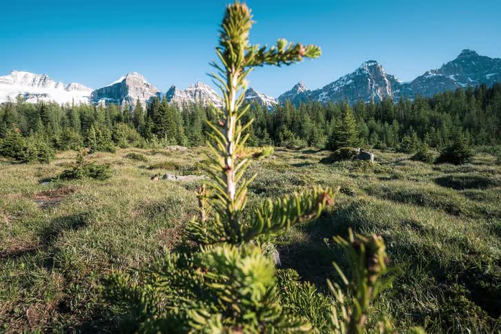 A stunning landscape of a vibrant green meadow and pine forest with the majestic snow-capped peaks of the Rocky Mountains in the background on a sunny day