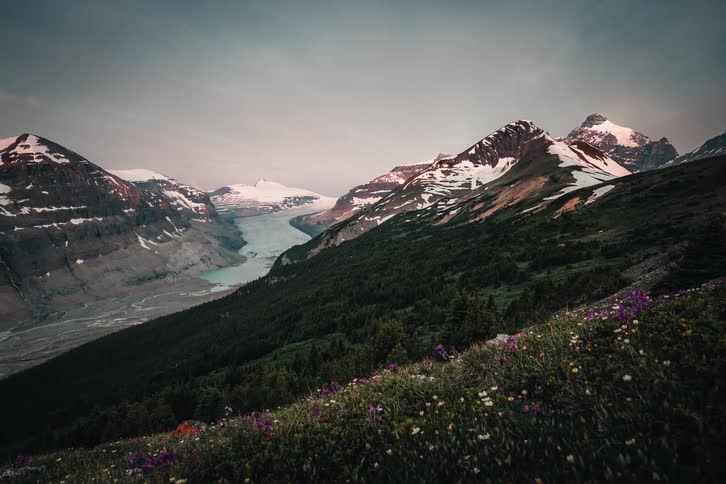 A majestic sunrise timelapse illuminates a glacial valley and snow-capped mountains, with vibrant wildflowers in the foreground