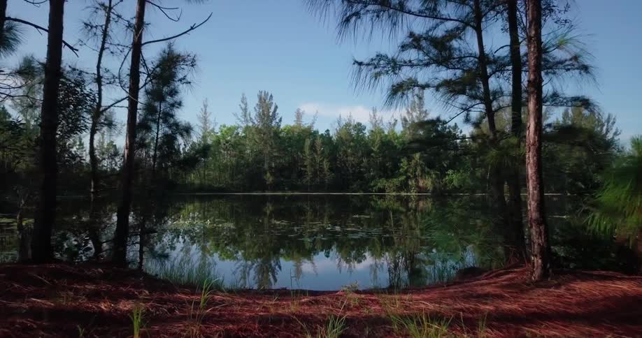 Trees and blue sky are reflected on the forest lake surface