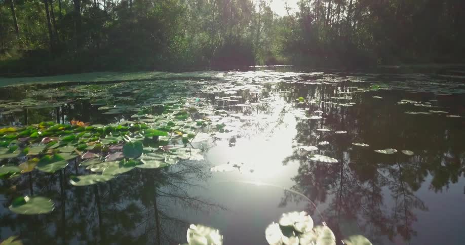 Sunlight shines on a calm lake covered with lily pads