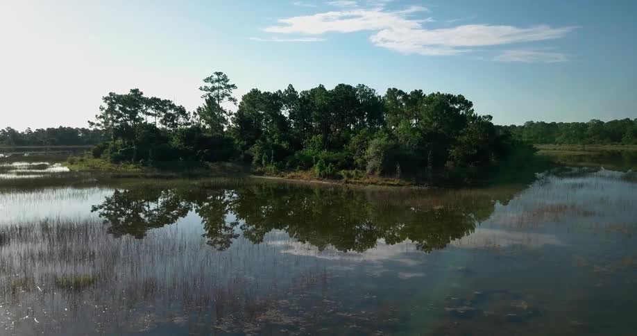 Trees grow near a calm lake