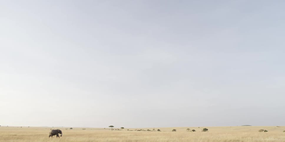 An elephant walks across the savanna
