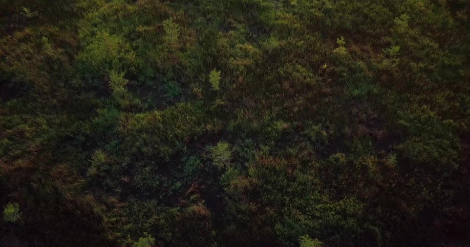 A circular island is covered with green