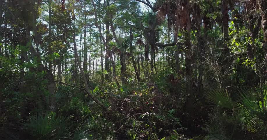 Sunlight shines over trees in a forest