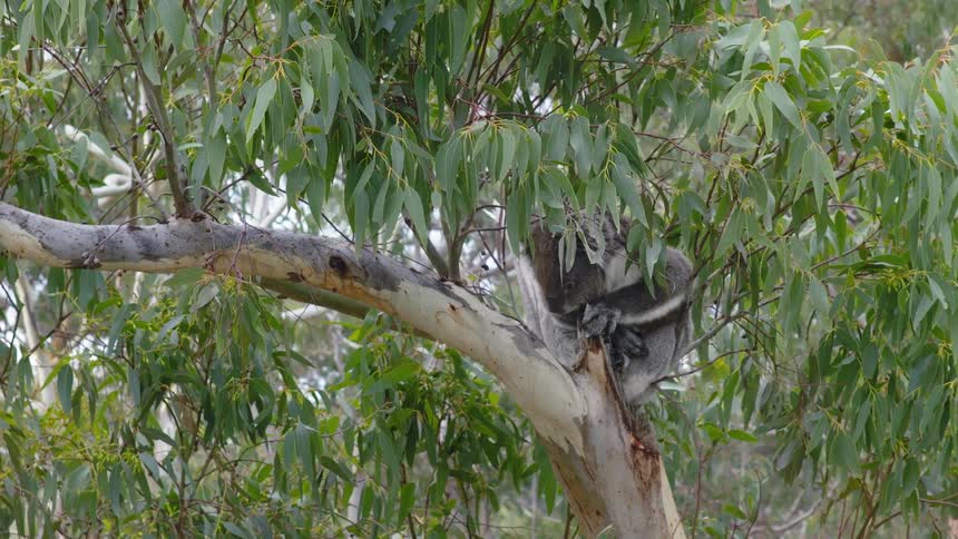 A wild mother koala and her joey cuddle and groom while resting in the branches of a leafy eucalyptus tree