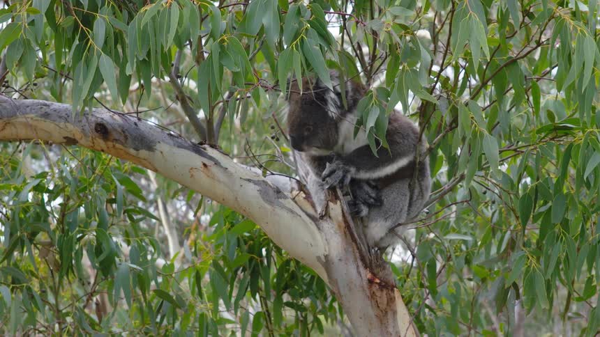 A wild koala rests comfortably in the fork of a branch on a eucalyptus tree in its natural habitat
