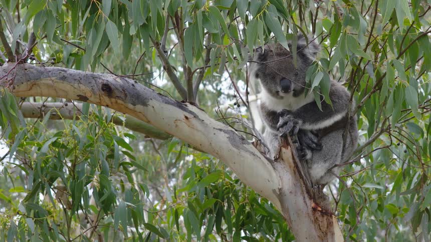 A sleepy koala bear sits comfortably on a branch in a eucalyptus tree while surrounded by leaves