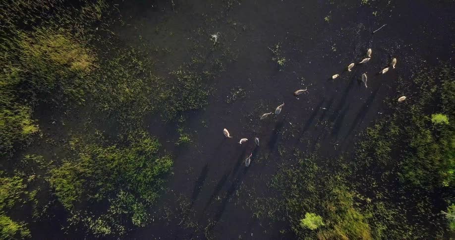 Large birds search for food in a muddy river bed