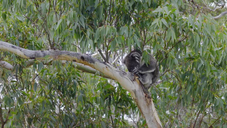 A sleepy wild koala napping comfortably in a eucalyptus tree in its natural habitat