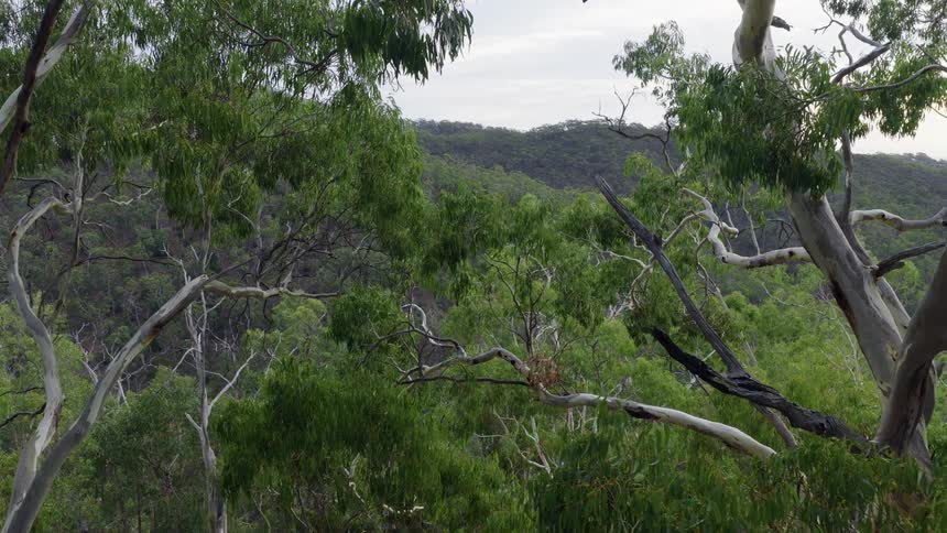 A static shot of a dense eucalyptus forest covering the rolling hills of the Australian bush
