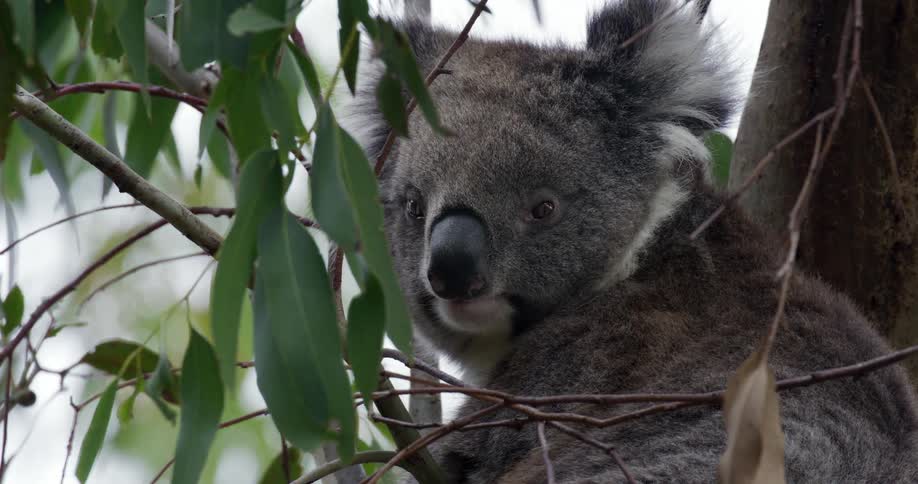 A close-up of a furry koala with large ears sitting in a eucalyptus tree in its natural habitat