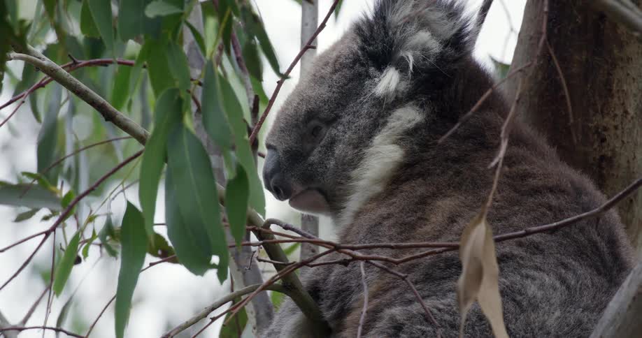 A sleepy, fuzzy koala nods off while sitting amongst the green leaves of a tree