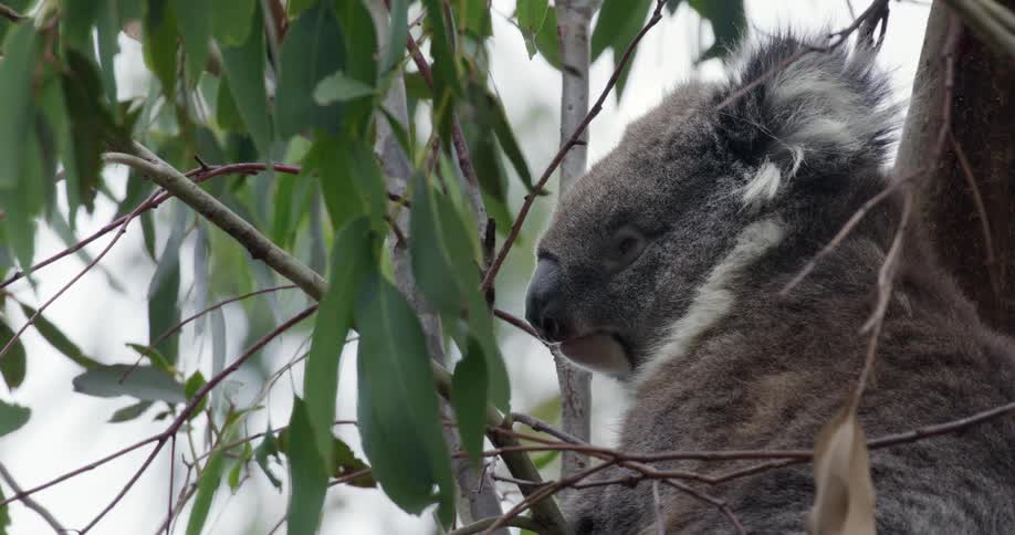 Close-up of a sleepy koala with its eyes closed, resting high up in a eucalyptus tree in its natural habitat