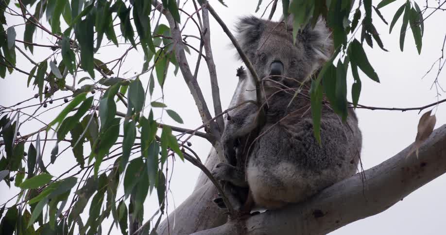 A cute koala sits in a eucalyptus tree, initially sleeping with its back to the camera before waking up to look around