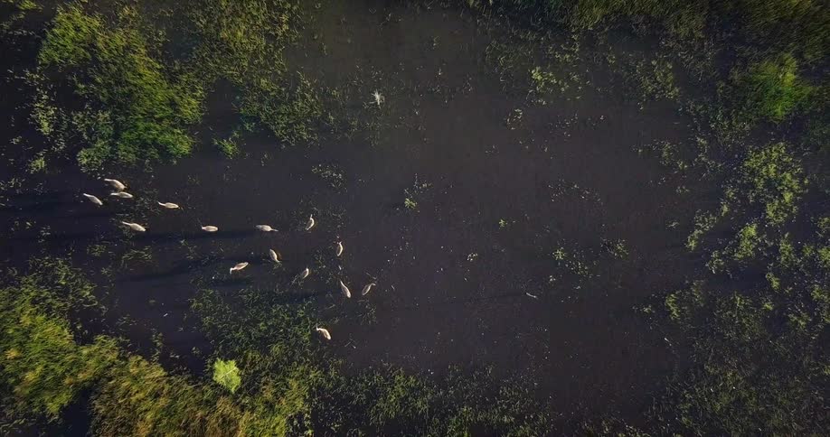 Birds walk in a group on the ground