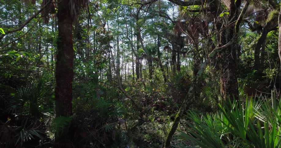 Trees grow in a forest