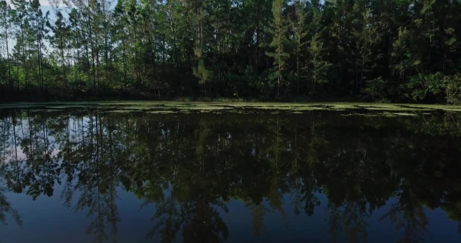 Trees and sky are reflected on the lake surface