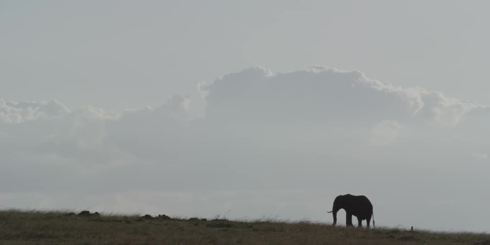 An elephant is silhouetted against a cloudy sky