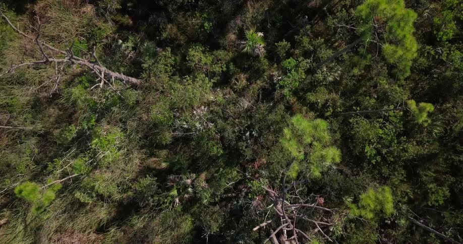 The forest below has many trees and rocks
