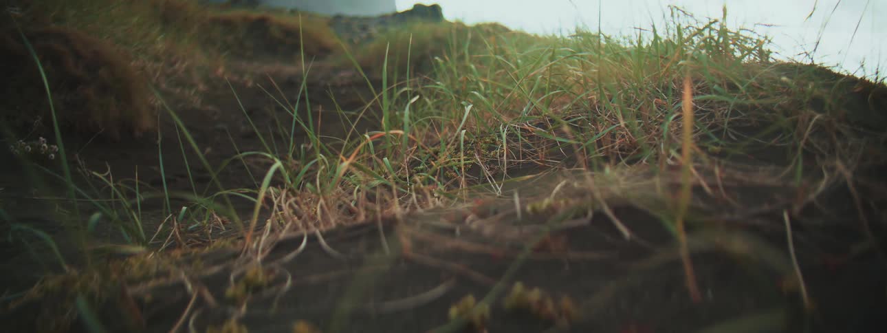 A slow macro shot reveals blades of green grass emerging from dark volcanic sand