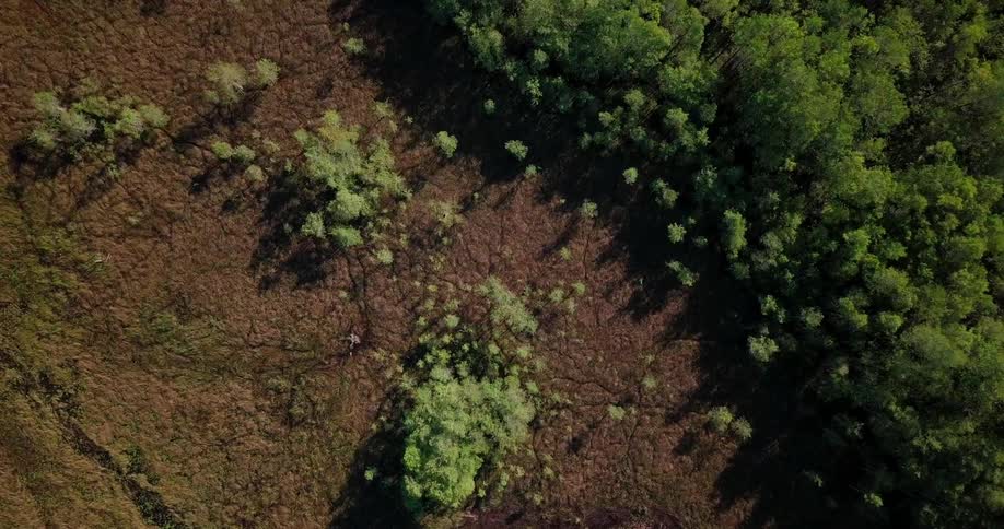A brown field leads to a forest