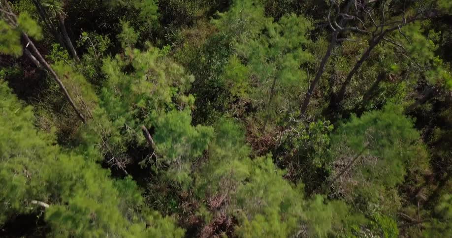 Tree tops branches and leaves of a forest on a sunny day
