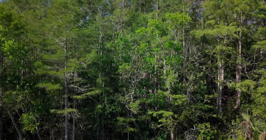 The forest has many tall trees