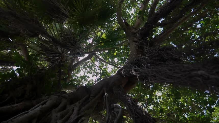 The tall tree has vines hanging all over