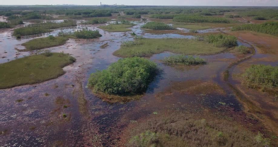 The swamp has some patches of green