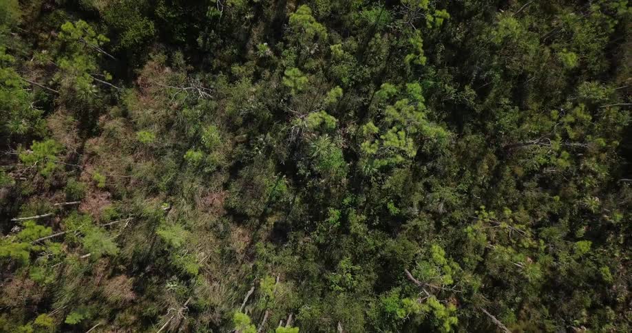 Trees grow in a forest