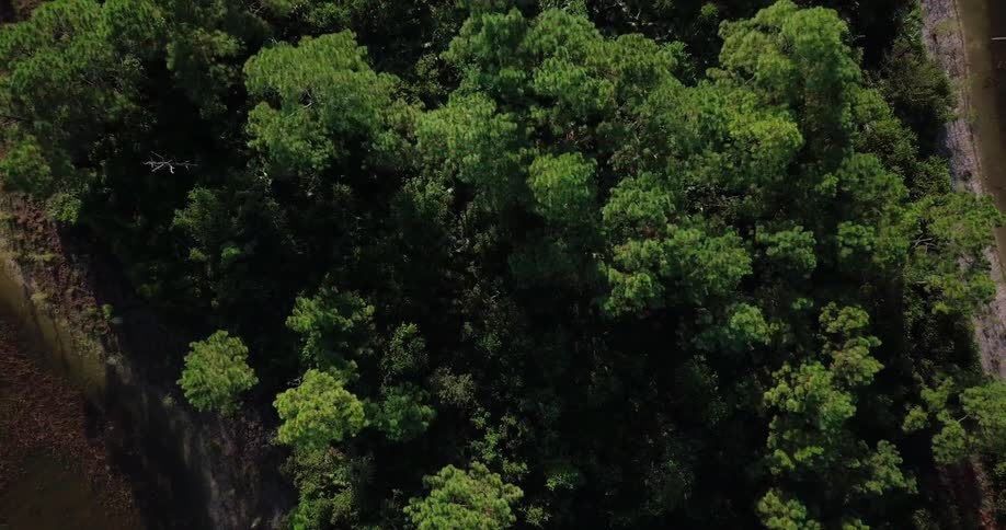 Trees grow on a lakeshore