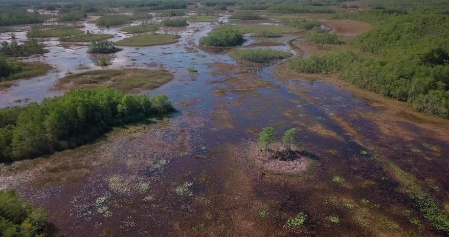 A marsh is shown on a sunny day