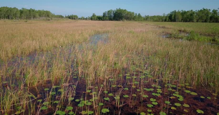 The swamp is lined with lily pads