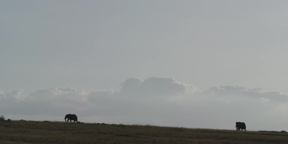 Elephants walking across an open field