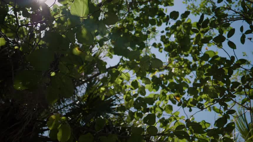 The sun shines through the leaves and branches of a tree