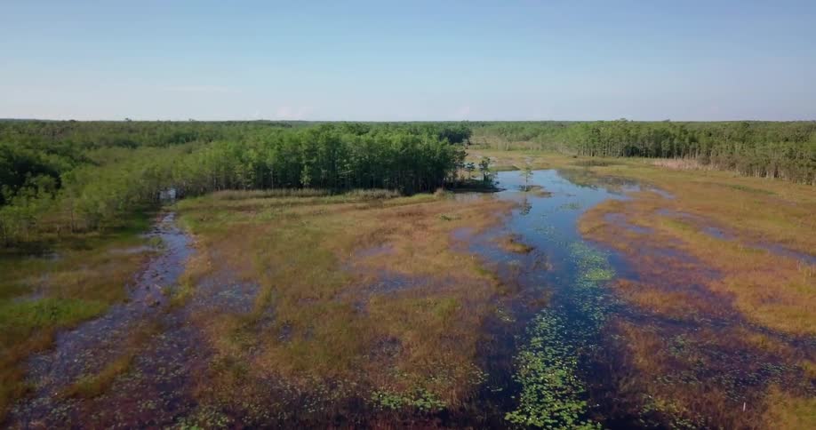 A marsh is shown on a sunny day
