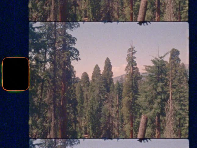 Super 8 film tilt down from a clear sky to reveal a vast, dense forest of towering sequoia trees