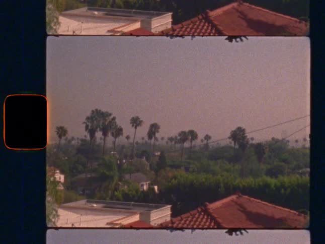 A view of LA's palm trees from the Hollywood Hills, on Super 8