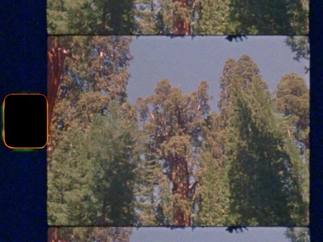 An upward tilt reveals the immense height of the world’s largest tree, General Sherman, on Super 8 film