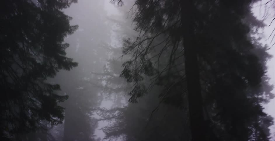 A slow, haunting pan through a dark and mysterious forest filled with tall trees and dense fog