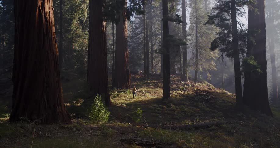 A camera tilts down from the towering canopies of giant sequoia trees to a lone hiker standing in a sunbeam on the forest floor