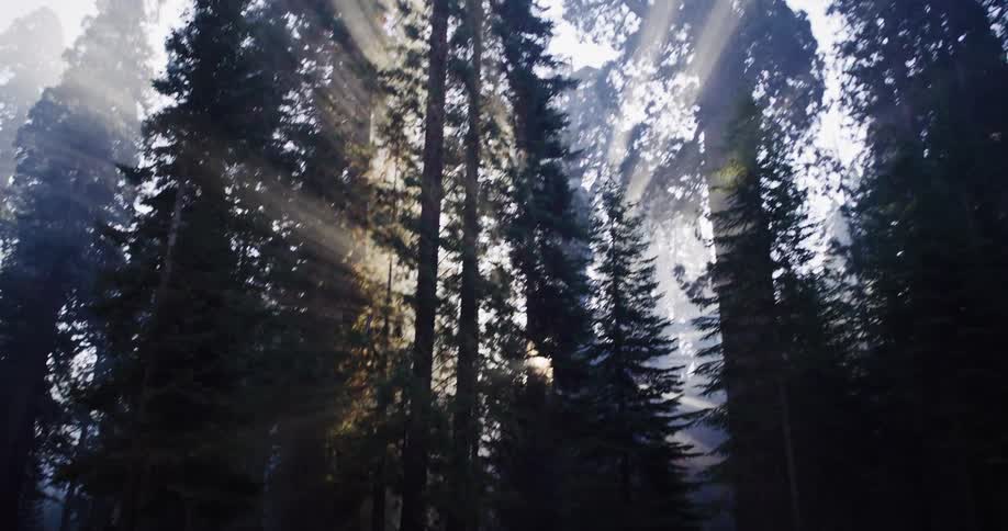 Sunbeams pierce through the morning fog in a majestic forest of tall redwood trees